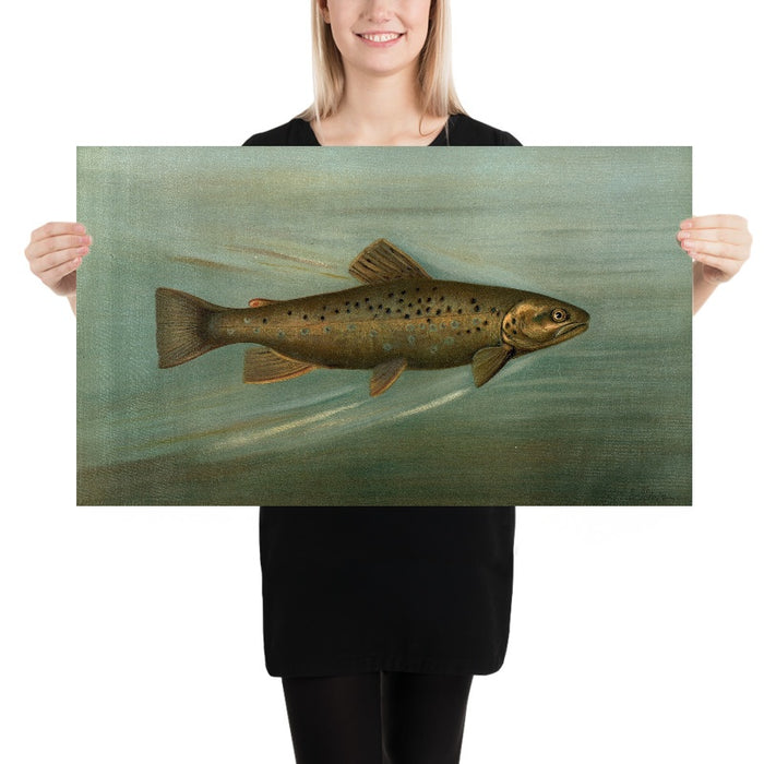 Brown or German Trout (Salmo fario) by John L. Petrie, 1898
