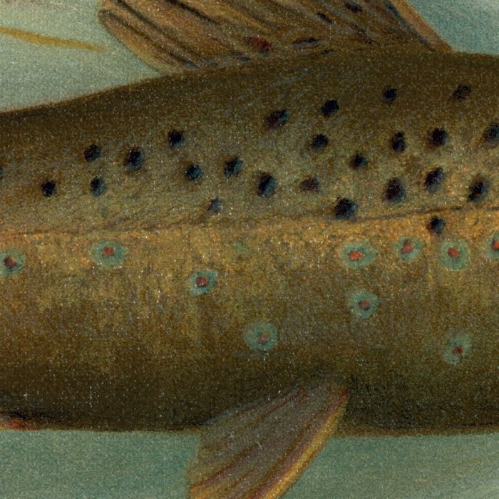 Brown or German Trout (Salmo fario) by John L. Petrie, 1898