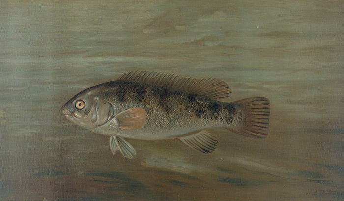 California Redfish (Pimelometopon pulcher) by John L. Petrie, 1898