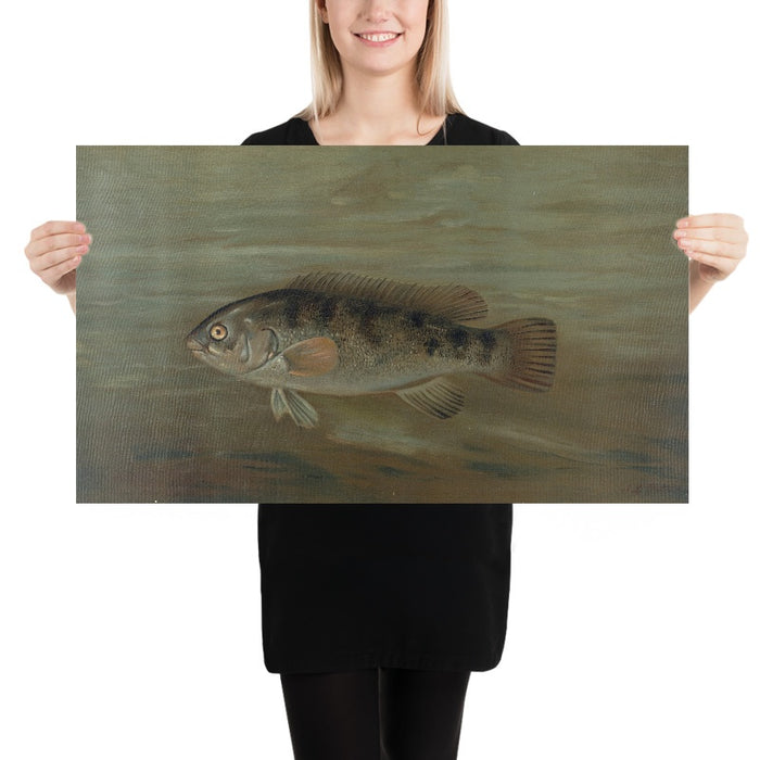 California Redfish (Pimelometopon pulcher) by John L. Petrie, 1898