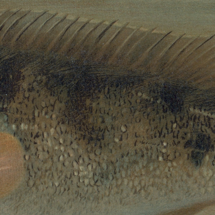 California Redfish (Pimelometopon pulcher) by John L. Petrie, 1898