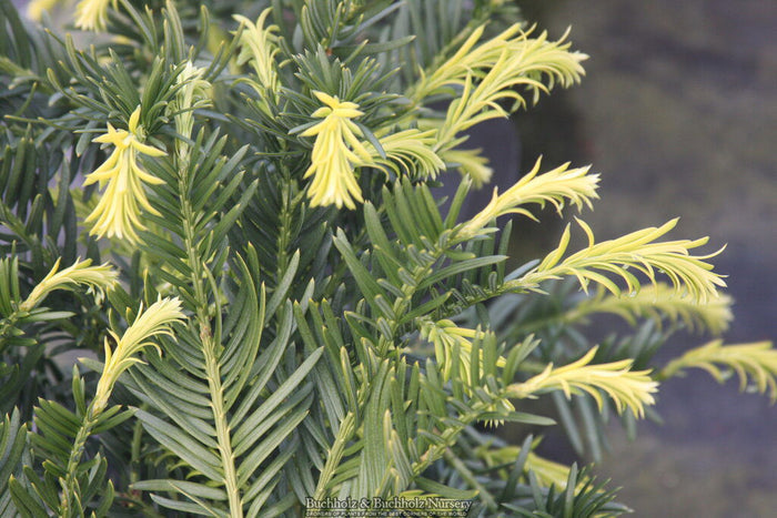 - Cephalotaxus harringtonia 'Duke Gardens' Japanese Plum Yew - Mr Maple │ Buy Japanese Maple Trees