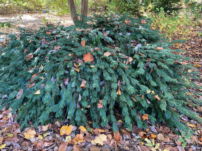 - Cephalotaxus harringtonia 'Duke Gardens' Japanese Plum Yew - Mr Maple │ Buy Japanese Maple Trees