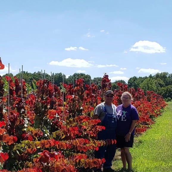 - Cercis canadensis 'Hearts A'Fire' Redbud - Mr Maple │ Buy Japanese Maple Trees