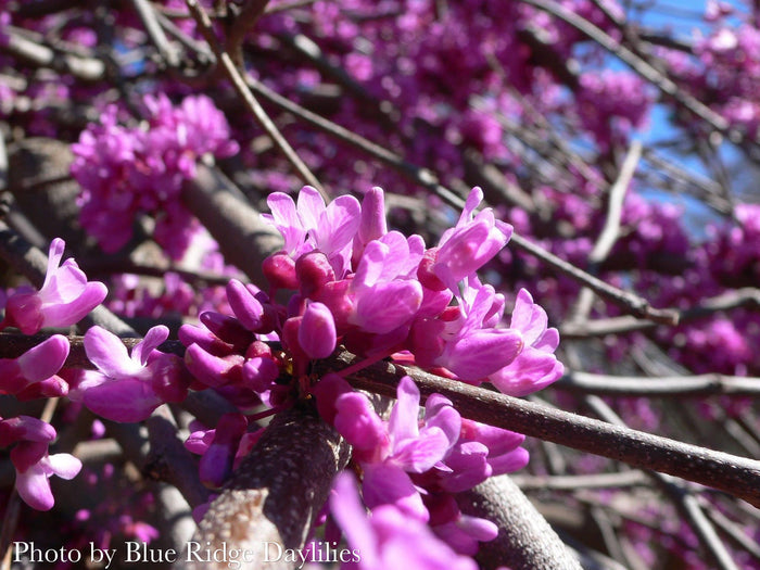 Cercis canadensis ‘Lavender Twist®’ Eastern Redbud Tree
