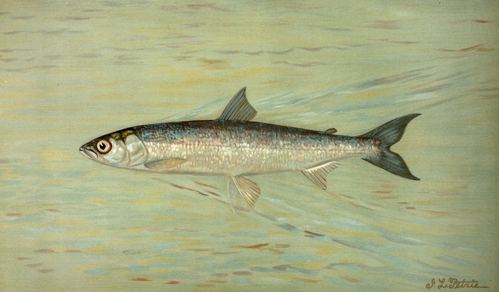 Cisco (Argyrocomus artedi sisco) by John L. Petrie, 1898