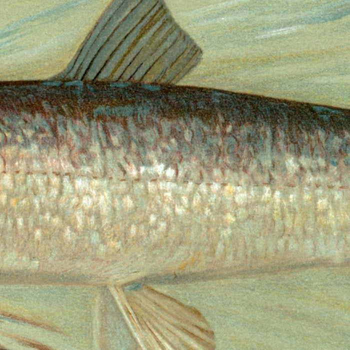 Cisco (Argyrocomus artedi sisco) by John L. Petrie, 1898