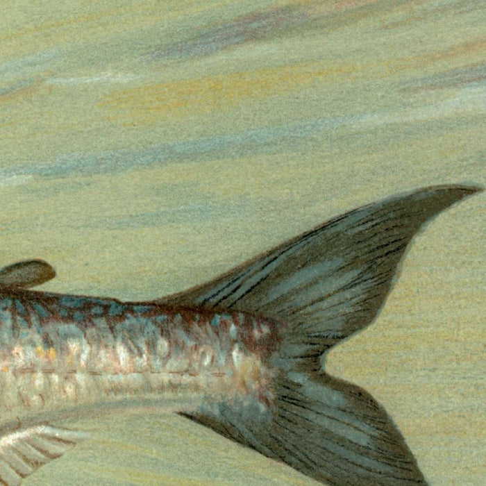 Cisco (Argyrocomus artedi sisco) by John L. Petrie, 1898