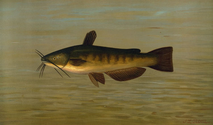 Common Bullhead (Amiurus nebulosus) by John L. Petrie, 1898