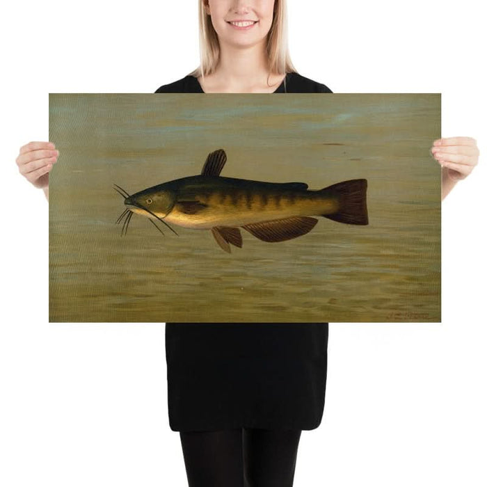 Common Bullhead (Amiurus nebulosus) by John L. Petrie, 1898