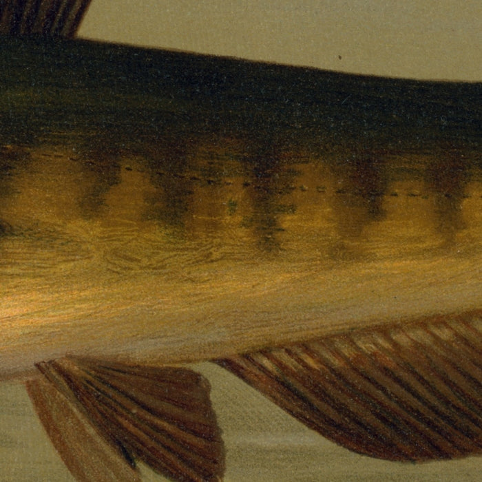 Common Bullhead (Amiurus nebulosus) by John L. Petrie, 1898