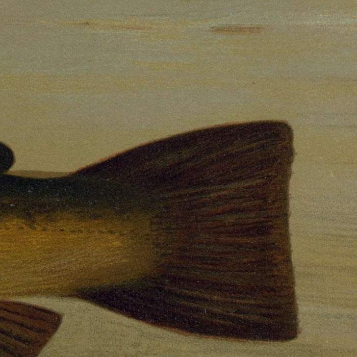 Common Bullhead (Amiurus nebulosus) by John L. Petrie, 1898