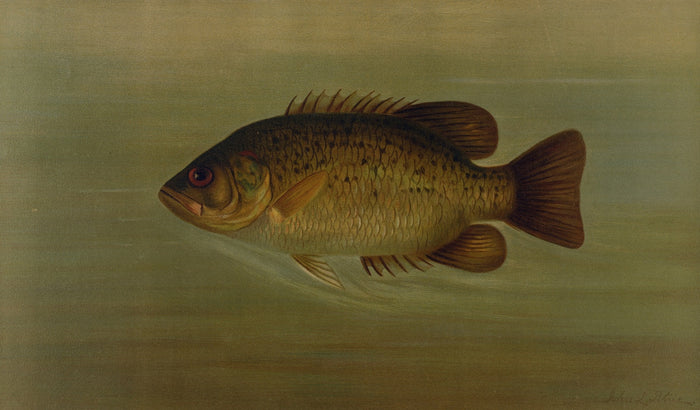 Common Sunfish (Eupomotis gibbosus) by John L. Petrie, 1898