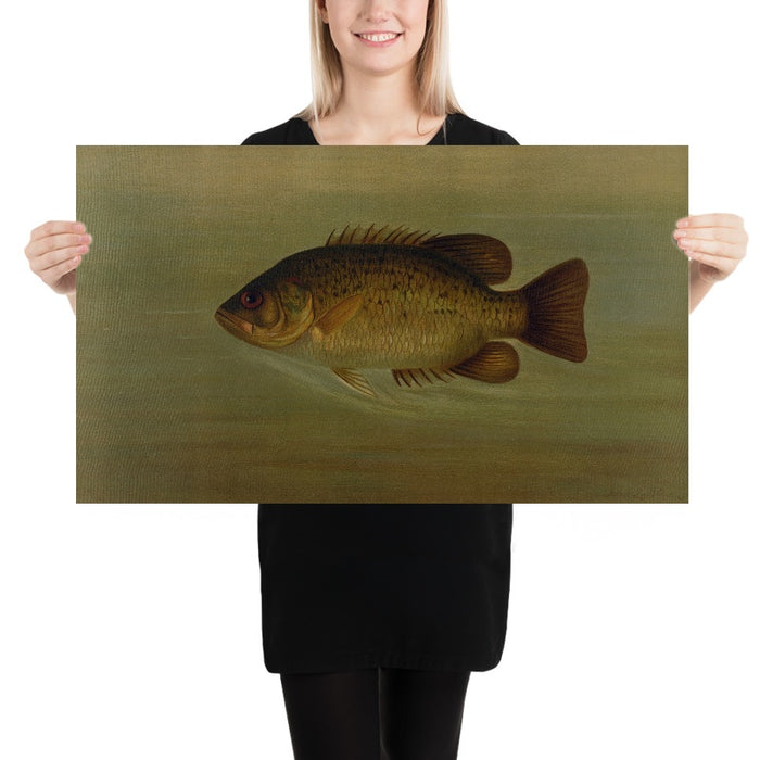 Common Sunfish (Eupomotis gibbosus) by John L. Petrie, 1898