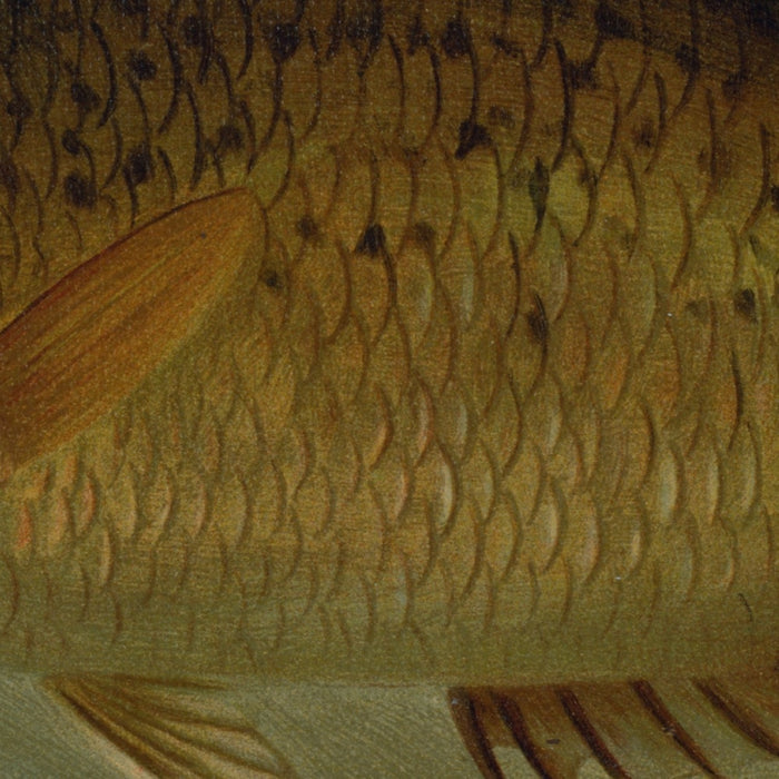 Common Sunfish (Eupomotis gibbosus) by John L. Petrie, 1898