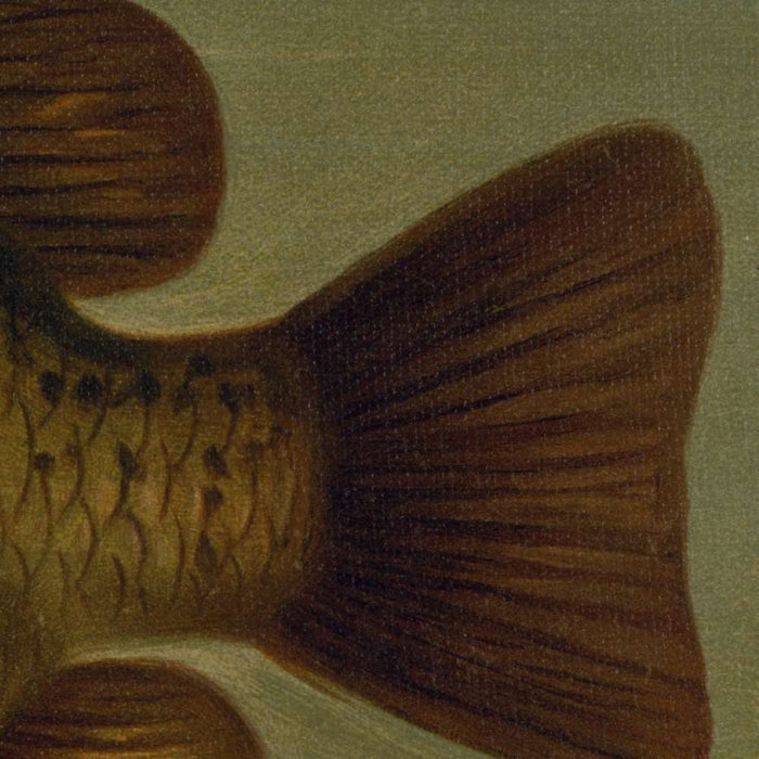 Common Sunfish (Eupomotis gibbosus) by John L. Petrie, 1898