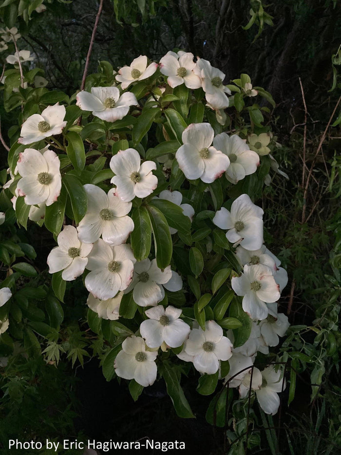 - Cornus capitata 'Mountain Moon' Chinese Evergreen Dogwood - Mr Maple │ Buy Japanese Maple Trees