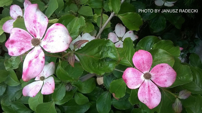 - Cornus kousa 'Heart Throb' Pink Flowering Chinese Dogwood - Mr Maple │ Buy Japanese Maple Trees