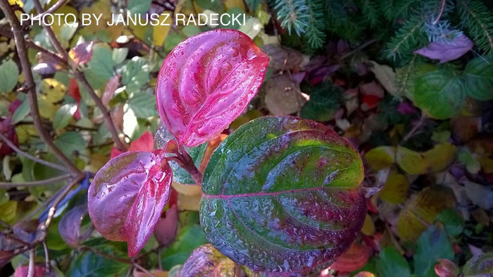 - Cornus kousa 'Heart Throb' Pink Flowering Chinese Dogwood - Mr Maple │ Buy Japanese Maple Trees