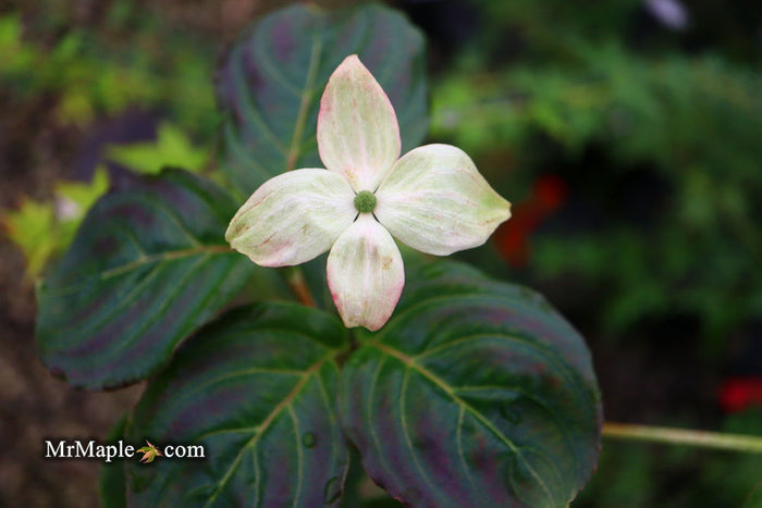 - Cornus kousa 'Peve Satomi Compact' Dogwood - Mr Maple │ Buy Japanese Maple Trees