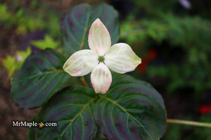 - Cornus kousa 'Peve Satomi Compact' Dogwood - Mr Maple │ Buy Japanese Maple Trees