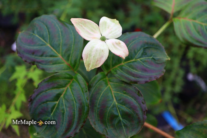 - Cornus kousa 'Peve Satomi Compact' Dogwood - Mr Maple │ Buy Japanese Maple Trees