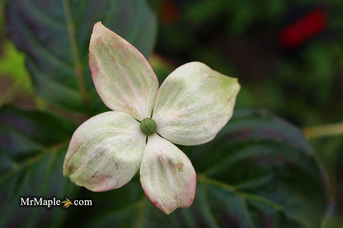 - Cornus kousa 'Peve Satomi Compact' Dogwood - Mr Maple │ Buy Japanese Maple Trees