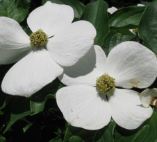 - Cornus kousa 'Starlight’ White Flowering Chinese Dogwood - Mr Maple │ Buy Japanese Maple Trees