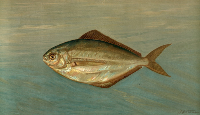 Dollar or Butter Fish (Rhombus triacanthus) by John L. Petrie, 1898