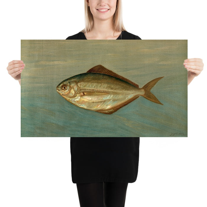Dollar or Butter Fish (Rhombus triacanthus) by John L. Petrie, 1898