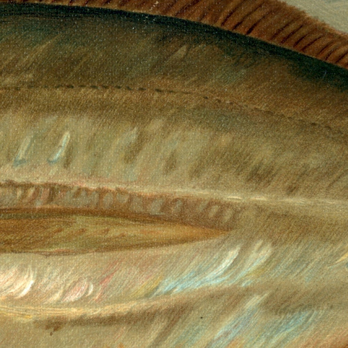 Dollar or Butter Fish (Rhombus triacanthus) by John L. Petrie, 1898