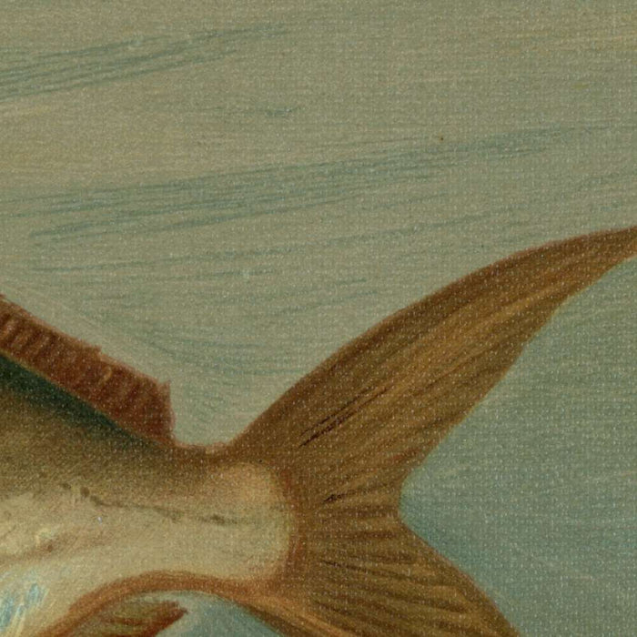 Dollar or Butter Fish (Rhombus triacanthus) by John L. Petrie, 1898