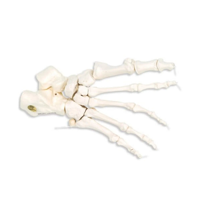 Foot skeleton on nylon thread - My Podiatry