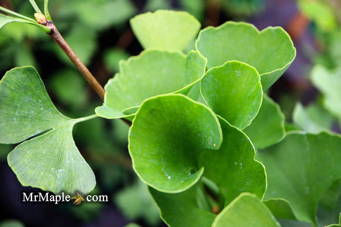 - Ginkgo biloba 'The President' Ginkgo Tree - Mr Maple │ Buy Japanese Maple Trees