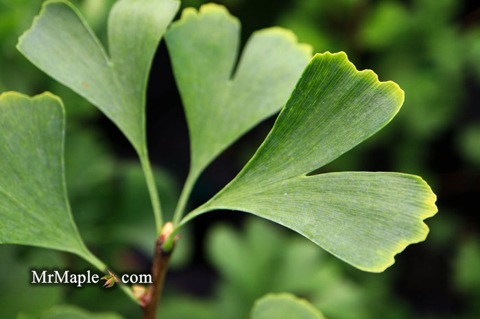 - Ginkgo biloba 'The President' Ginkgo Tree - Mr Maple │ Buy Japanese Maple Trees