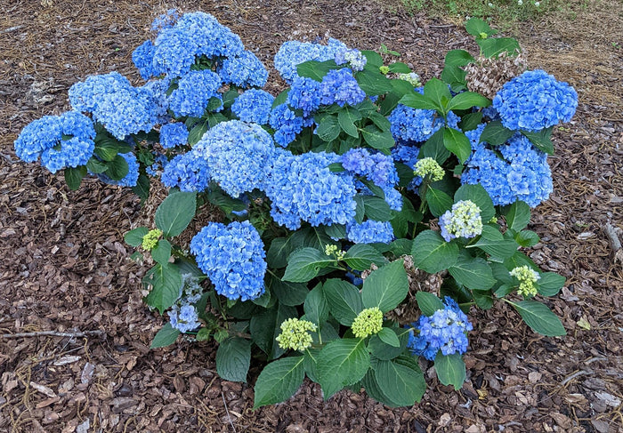 Hydrangea macrophylla 'Double Down’® Hydrangea