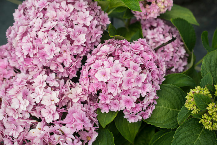 Hydrangea macrophylla 'Double Down’® Hydrangea