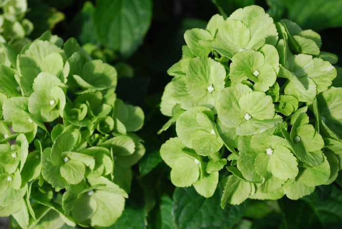 - Hydrangea macrophylla 'Turtle Toes’ Hydrangea - Mr Maple │ Buy Japanese Maple Trees