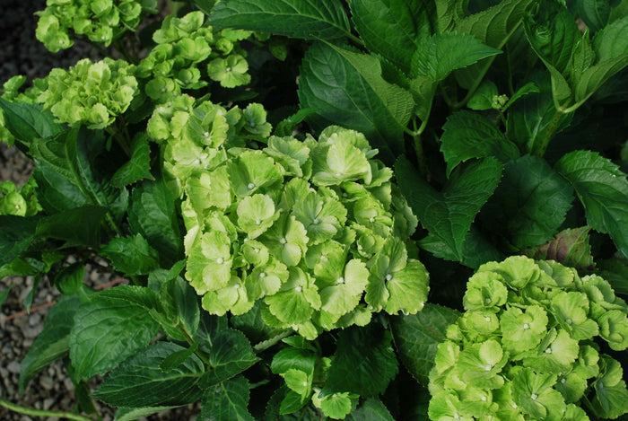 - Hydrangea macrophylla 'Turtle Toes’ Hydrangea - Mr Maple │ Buy Japanese Maple Trees