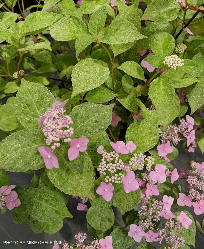 - Hydrangea serrata 'Kokonoe-yama' Variegated Japanese Mountain Hydrangea - Mr Maple │ Buy Japanese Maple Trees