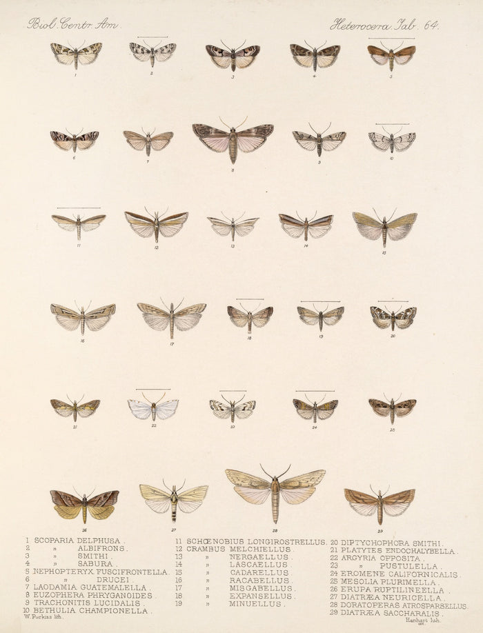 Insecta Lepidoptera-Heterocera Pl 064 by Frederick DuCane Godman, 1879