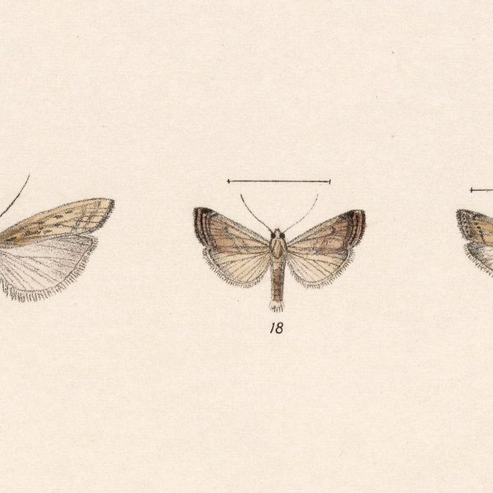 Insecta Lepidoptera-Heterocera Pl 064 by Frederick DuCane Godman, 1879
