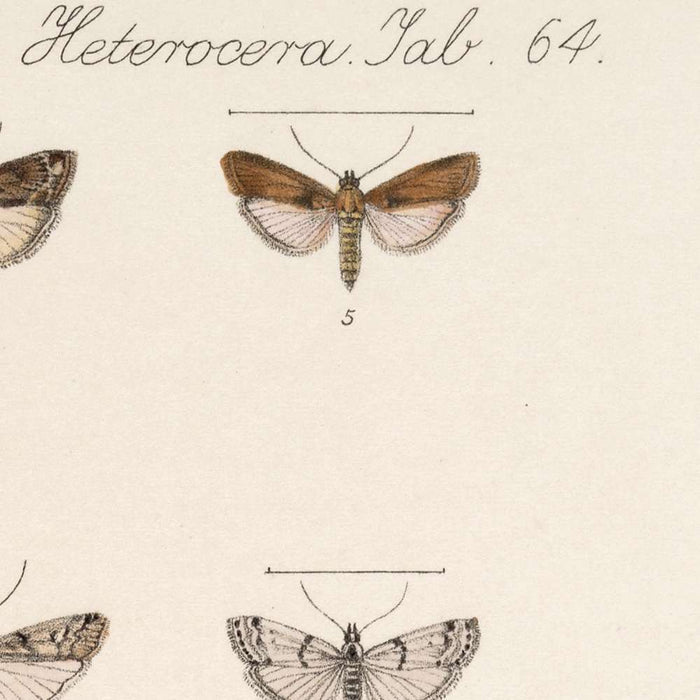 Insecta Lepidoptera-Heterocera Pl 064 by Frederick DuCane Godman, 1879
