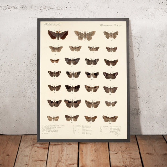 A framed image of