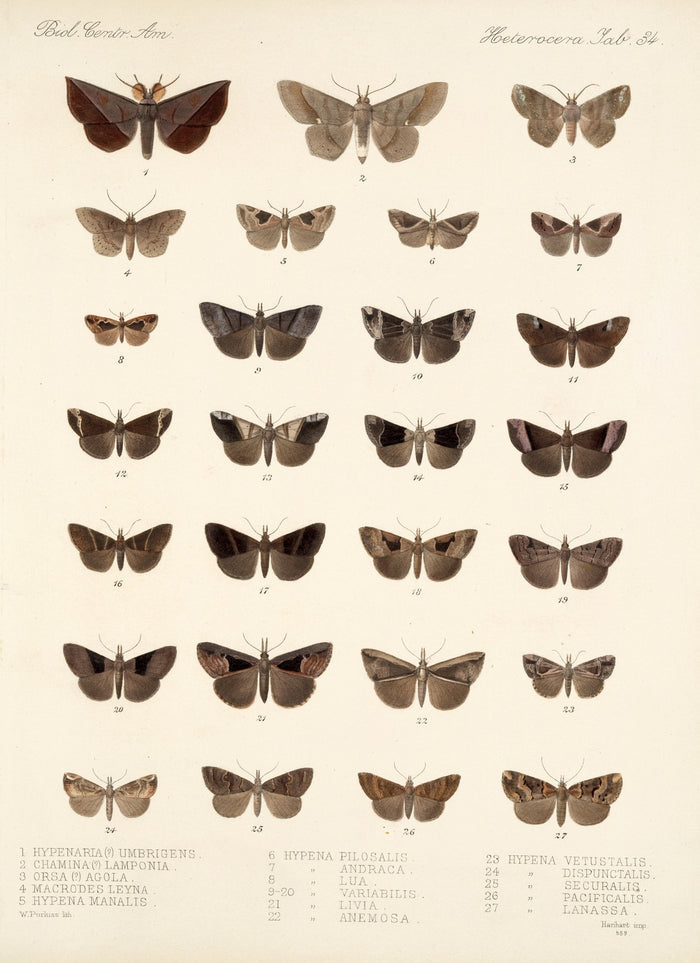 Insecta Lepidoptera-Heterocera, Plate 034 by Frederick DuCane Godman, 1879