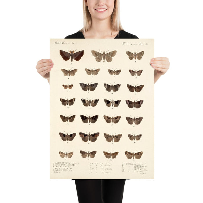Insecta Lepidoptera-Heterocera, Plate 034 by Frederick DuCane Godman, 1879