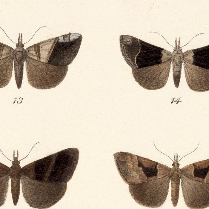 Insecta Lepidoptera-Heterocera, Plate 034 by Frederick DuCane Godman, 1879