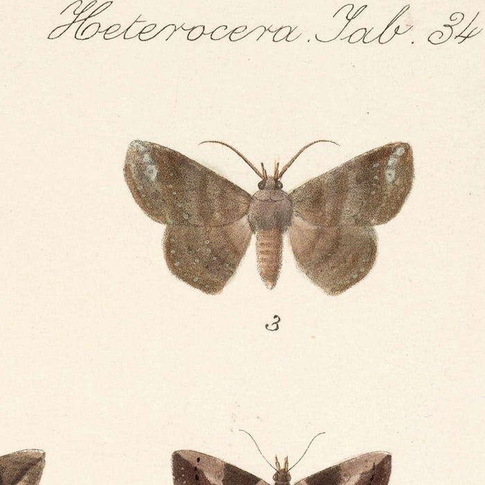 Insecta Lepidoptera-Heterocera, Plate 034 by Frederick DuCane Godman, 1879