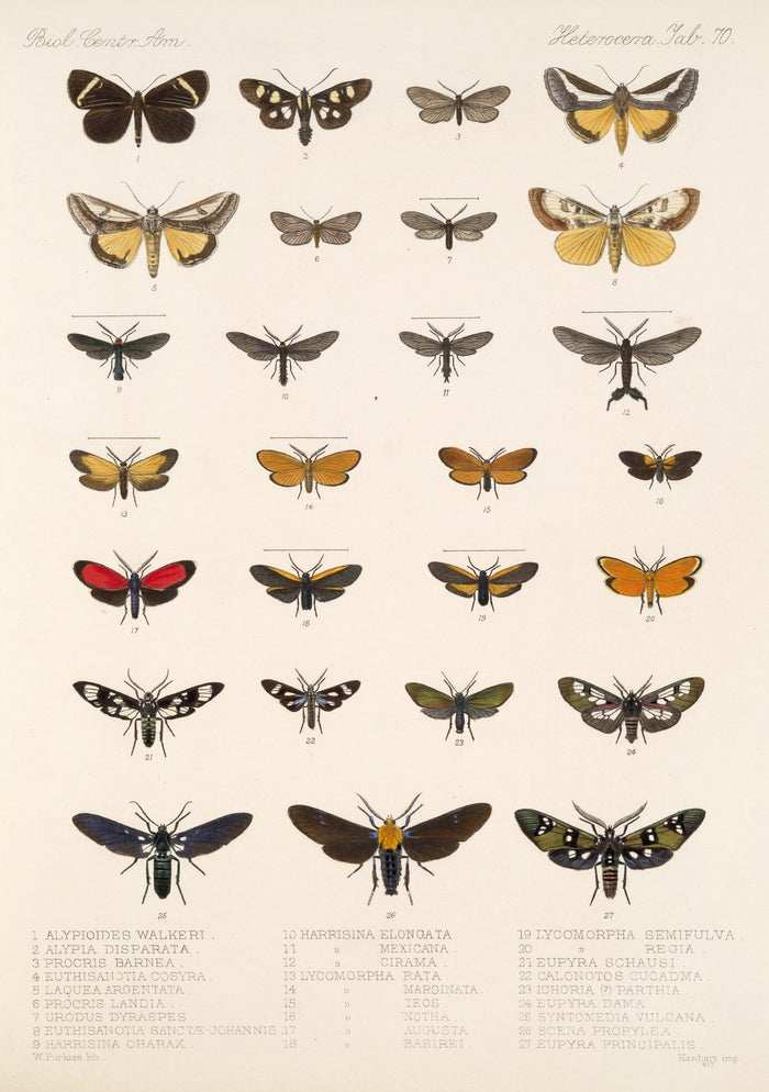 Insecta Lepidoptera-Heterocera, Plate 070 by Frederick DuCane Godman, 1879