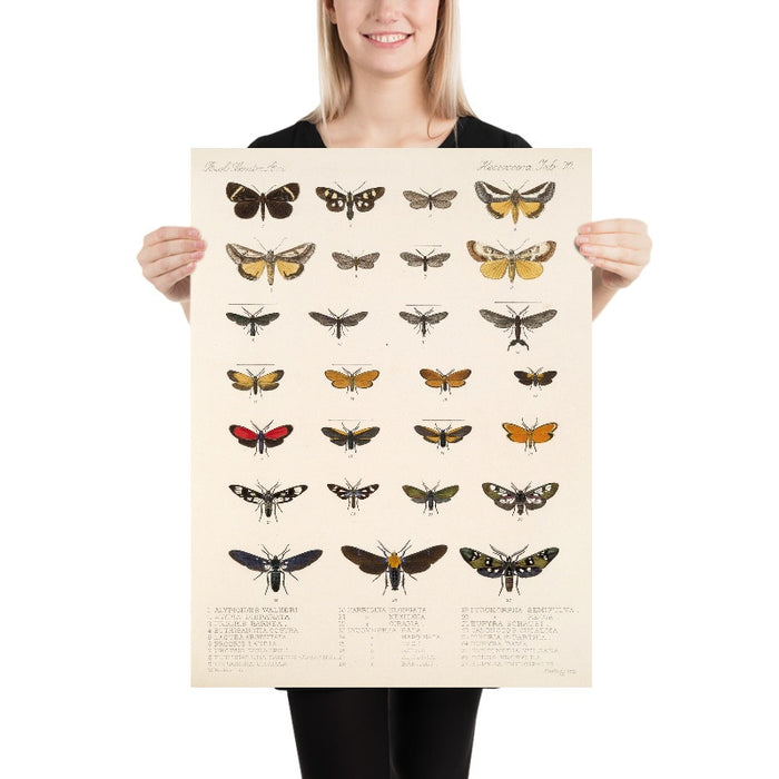 Insecta Lepidoptera-Heterocera, Plate 070 by Frederick DuCane Godman, 1879